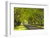 Beech Tree Avenue Early One Spring Morning, Nr Wimborne, Dorset, England. Spring-Adam Burton-Framed Photographic Print