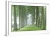 Beech Tree Avenue in Morning Mist, Cotswolds, Gloucestershire, England. Summer-Adam Burton-Framed Photographic Print