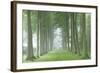 Beech Tree Avenue in Morning Mist, Cotswolds, Gloucestershire, England. Summer-Adam Burton-Framed Photographic Print