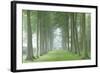 Beech Tree Avenue in Morning Mist, Cotswolds, Gloucestershire, England. Summer-Adam Burton-Framed Photographic Print