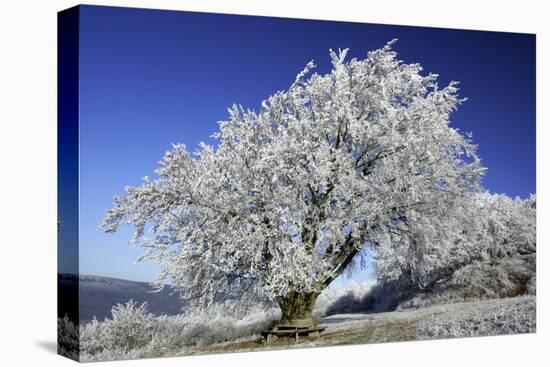 Beech Tree Covered with Snow and Frost in Winter-null-Stretched Canvas