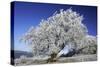 Beech Tree Covered with Snow and Frost in Winter-null-Stretched Canvas