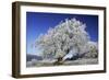 Beech Tree Covered with Snow and Frost in Winter-null-Framed Photographic Print