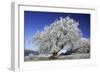 Beech Tree Covered with Snow and Frost in Winter-null-Framed Photographic Print