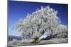 Beech Tree Covered with Snow and Frost in Winter-null-Mounted Photographic Print