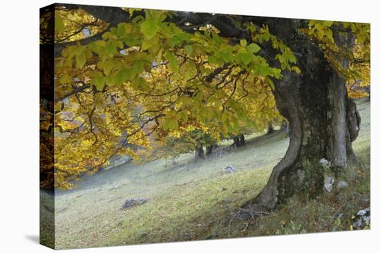 Beech Tree (Fagus Sp) in Autumn, Piatra Craiului Np, Southern Carpathian Mountains, Romania-Dörr-Stretched Canvas