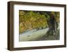 Beech Tree (Fagus Sp) in Autumn, Piatra Craiului Np, Southern Carpathian Mountains, Romania-Dörr-Framed Photographic Print