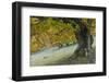 Beech Tree (Fagus Sp) in Autumn, Piatra Craiului Np, Southern Carpathian Mountains, Romania-Dörr-Framed Photographic Print