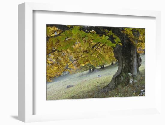 Beech Tree (Fagus Sp) in Autumn, Piatra Craiului Np, Southern Carpathian Mountains, Romania-Dörr-Framed Photographic Print