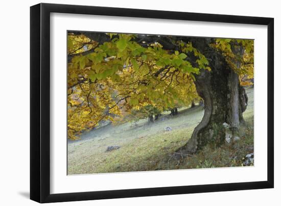 Beech Tree (Fagus Sp) in Autumn, Piatra Craiului Np, Southern Carpathian Mountains, Romania-Dörr-Framed Photographic Print