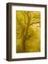 Beech Tree (Fagus Sylvatica) Backlit at Dawn, the National Forest, Midlands, UK, April 2011-Ben Hall-Framed Photographic Print
