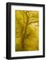 Beech Tree (Fagus Sylvatica) Backlit at Dawn, the National Forest, Midlands, UK, April 2011-Ben Hall-Framed Photographic Print