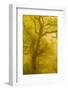 Beech Tree (Fagus Sylvatica) Backlit at Dawn, the National Forest, Midlands, UK, April 2011-Ben Hall-Framed Photographic Print