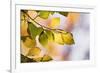 Beech Tree Foliage-Adrian Bicker-Framed Photographic Print