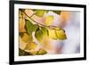 Beech Tree Foliage-Adrian Bicker-Framed Photographic Print