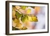 Beech Tree Foliage-Adrian Bicker-Framed Photographic Print