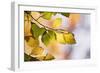 Beech Tree Foliage-Adrian Bicker-Framed Photographic Print