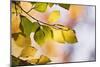 Beech Tree Foliage-Adrian Bicker-Mounted Photographic Print