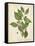 Beech Tree Foliage-John Torrey-Framed Stretched Canvas