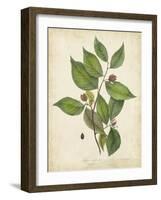 Beech Tree Foliage-John Torrey-Framed Art Print