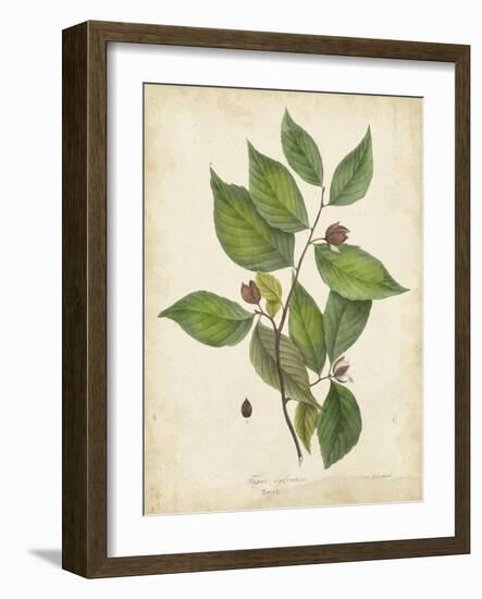 Beech Tree Foliage-John Torrey-Framed Art Print