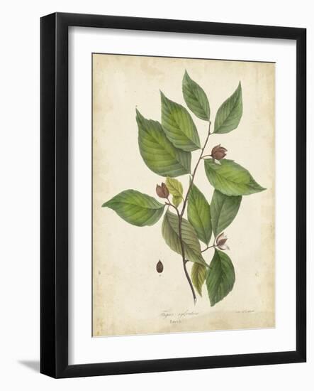 Beech Tree Foliage-John Torrey-Framed Art Print