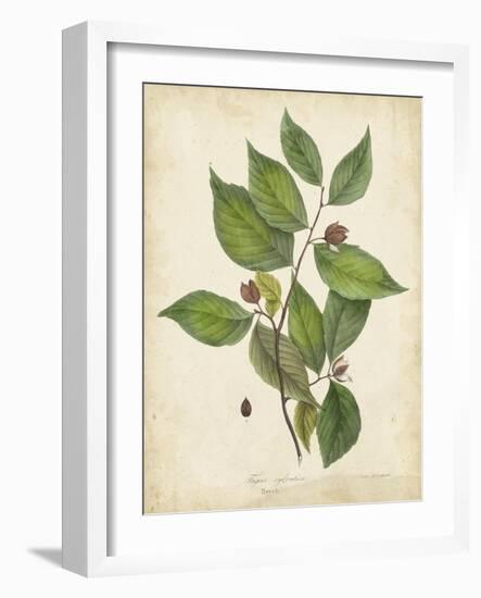 Beech Tree Foliage-John Torrey-Framed Art Print