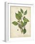 Beech Tree Foliage-John Torrey-Framed Art Print