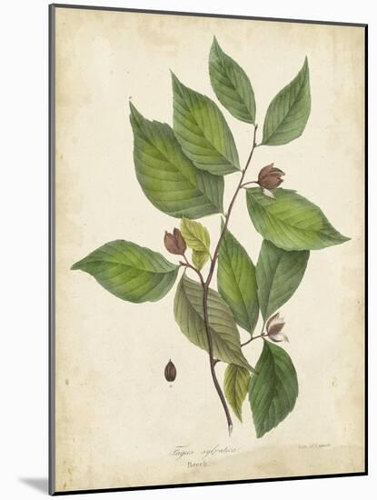 Beech Tree Foliage-John Torrey-Mounted Art Print