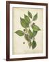 Beech Tree Foliage-John Torrey-Framed Art Print