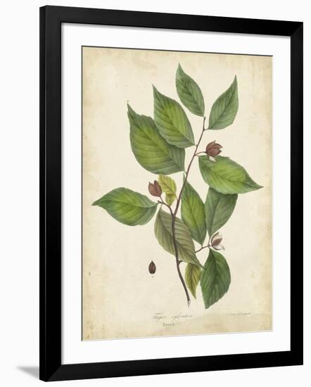 Beech Tree Foliage-John Torrey-Framed Art Print