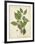 Beech Tree Foliage-John Torrey-Framed Art Print