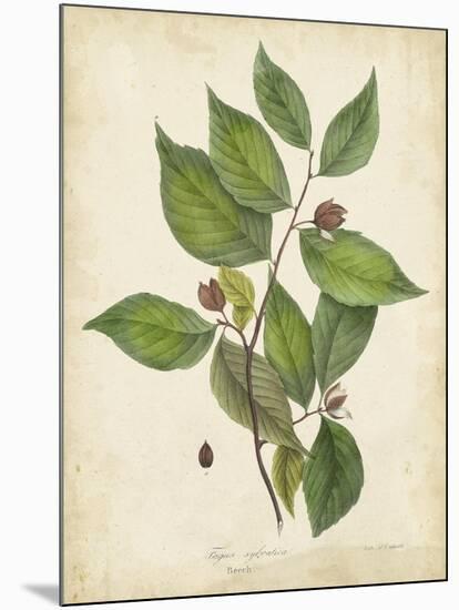 Beech Tree Foliage-John Torrey-Mounted Art Print