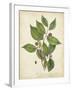 Beech Tree Foliage-John Torrey-Framed Art Print