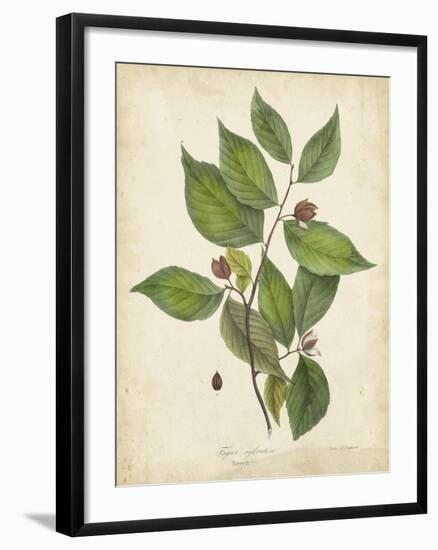 Beech Tree Foliage-John Torrey-Framed Art Print