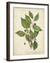 Beech Tree Foliage-John Torrey-Framed Art Print