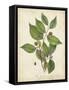 Beech Tree Foliage-John Torrey-Framed Stretched Canvas