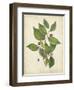 Beech Tree Foliage-John Torrey-Framed Art Print