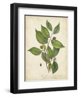 Beech Tree Foliage-John Torrey-Framed Art Print