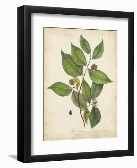 Beech Tree Foliage-John Torrey-Framed Art Print