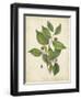 Beech Tree Foliage-John Torrey-Framed Art Print