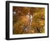 Beech Tree Forest in Autumn, Senne, Nordrhein Westfalen, Germany-Thorsten Milse-Framed Photographic Print