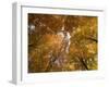 Beech Tree Forest in Autumn, Senne, Nordrhein Westfalen, Germany-Thorsten Milse-Framed Photographic Print