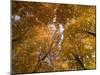 Beech Tree Forest in Autumn, Senne, Nordrhein Westfalen, Germany-Thorsten Milse-Mounted Photographic Print