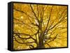 Beech Tree in Autumn, Surrey, England-Jon Arnold-Framed Stretched Canvas