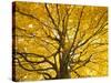 Beech Tree in Autumn, Surrey, England-Jon Arnold-Stretched Canvas