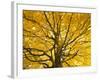 Beech Tree in Autumn, Surrey, England-Jon Arnold-Framed Photographic Print