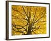 Beech Tree in Autumn, Surrey, England-Jon Arnold-Framed Photographic Print