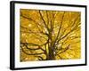 Beech Tree in Autumn, Surrey, England-Jon Arnold-Framed Photographic Print