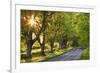 Beech Tree Lined Road in Evening Sunshine, Wimborne, Dorset, England. Spring-Adam Burton-Framed Photographic Print